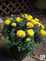 Click to see YDSC00089.JPG