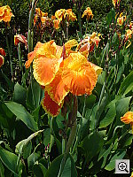 Click to see YDSC0231.JPG