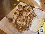 Click to see YDSC00028.JPG