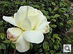 Click to see YDSC00033.JPG