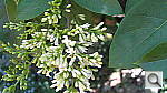 Click to see YIMG_0009.JPG