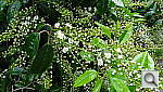 Click to see YDSC00011.JPG