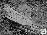 Click to see YDSC00273.JPG