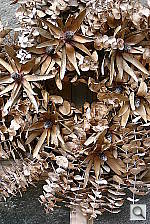 Click to see YP1020284.JPG