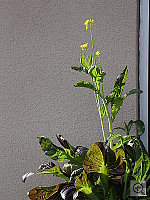 Click to see YDSC00363.JPG