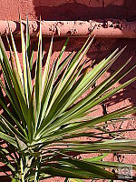 Click to see YDSC00371.JPG