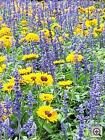 Click to see Y100_0564.JPG