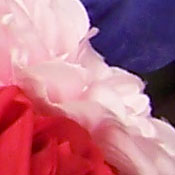 Sony DSC-T33 digital camera image