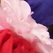 Sony DSC-T33 digital camera image