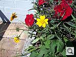 Click to see Y100_0282.JPG