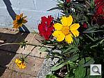 Click to see Y100_0283.JPG