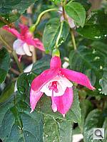 Click to see Y100_0517.JPG