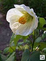 Click to see Y100_0521.JPG