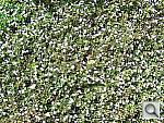 Click to see Y101_0468.JPG
