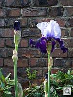 Click to see Y100_0794.JPG