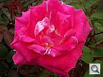 Click to see Y100_0818.JPG