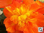 Click to see Y100_0789.JPG