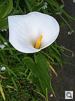 Click to see Y100_0877.JPG
