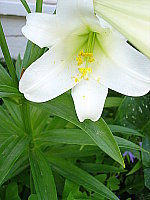 Click to see YDSC02278.JPG