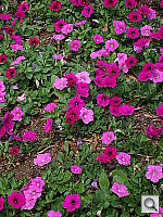 Click to see YDSC00902.JPG