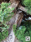 Click to see YDSC00573.JPG