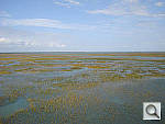 Click to see YW200FISH0.jpg