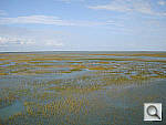 Click to see YW200FISH1.jpg