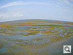 Click to see YW200FISH5.jpg