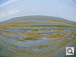 Click to see YW200FISH9.jpg