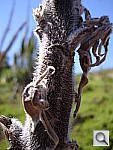 Click to see YDSC00028.JPG