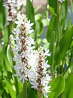 Click to see yDSC00689.JPG