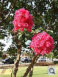 Click to see YDSC00736.JPG