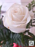 Click to see YDSCF8525.JPG