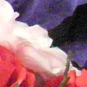 Sony DSC-T33 digital camera image