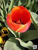 Click to see YPICT0008.JPG