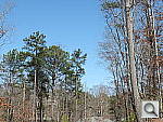 Click to see XS1PINE.JPG