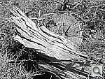 Click to see YDSCF5025.JPG
