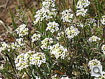 Click to see YDSCF5029.JPG