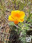 Click to see YDSCF5032.JPG