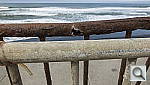 Click to see Y_DSF5109.JPG