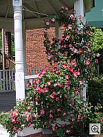 Click to see YPICT0007.JPG