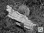 Click to see YP4170478.JPG