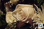 Click to see YP4180555.JPG