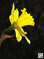 Click to see YZ5PICT0011.JPG