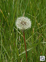 Click to see YZ5PICT0026.JPG