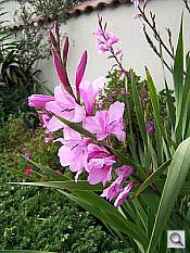 Click to see Y100_0503.JPG