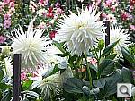 Click to see Y100_0428.JPG