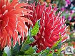 Click to see Y100_0429.JPG