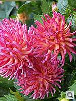 Click to see Y100_0434.JPG