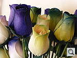 Click to see YP1000371.JPG